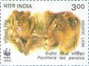 Panthera leo persica — 3.00R