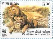 Panthera leo persica — 3.00R
