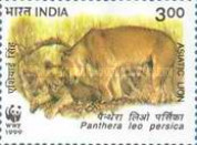 Panthera leo persica — 3.00R