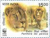Panthera leo persica — 15.00R