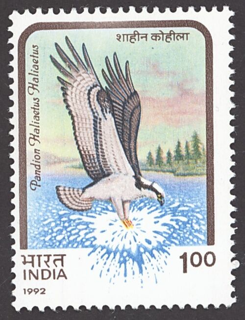 Image: 1992 Osprey (Birds of Prey) Error Stamp