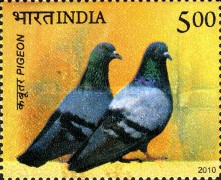 Pigeon and Sparrow — 5.00R