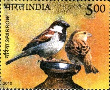 Pigeon and Sparrow — 5.00R