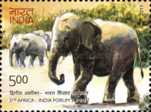 Loxodonta africana — 25.00R