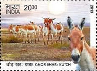 Wild Ass of Ladakh & Kutch — 20.00R