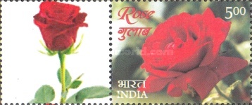 Roses - Personalized Vignette — 5.00R
