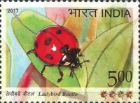 Ladybird Beetle — 5.00R
