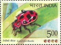 Ladybird Beetle — 5.00R