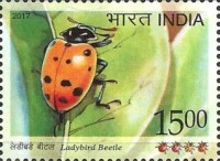 Ladybird Beetle — 15.00R