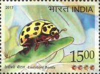 Ladybird Beetle — 15.00R