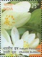 Indian Perfume - Orange Blossom — 25R