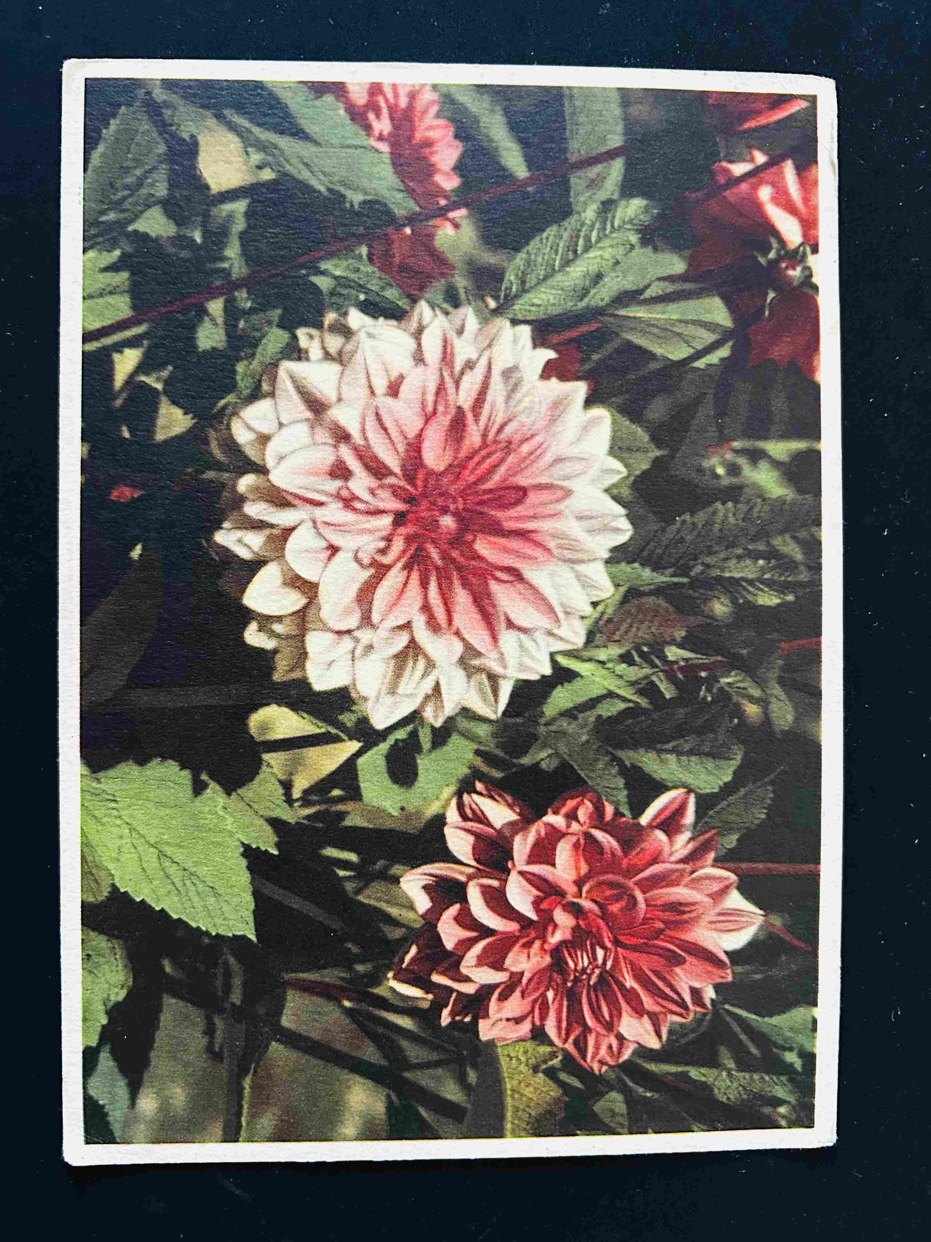 German Empire postcards collection - D89