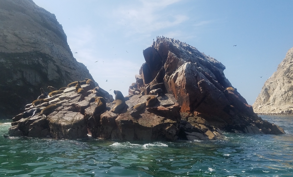 Los Leones Marinos en Las Islas Ballestas