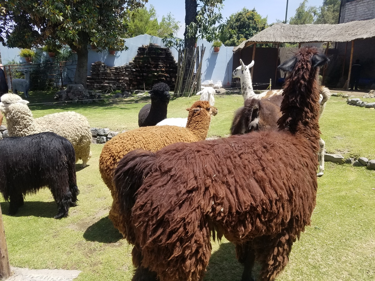 Alpaca y Llamas