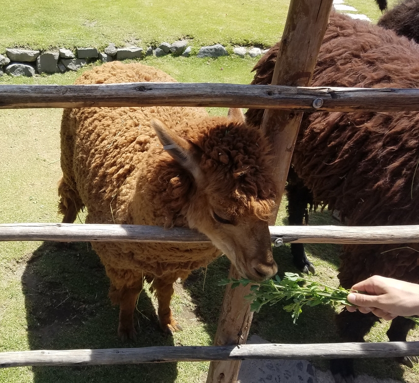 Alpaca