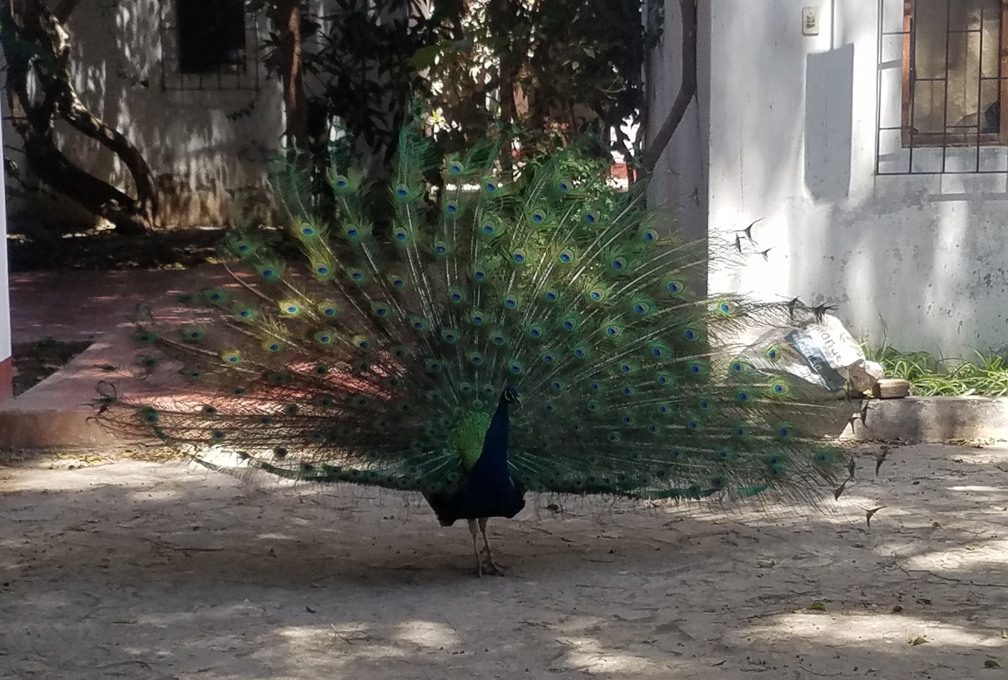 El Pavo Real