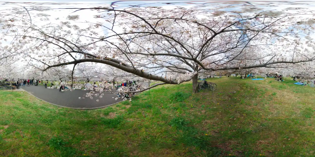 头顶盛开的樱花