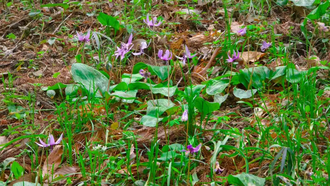 20250406_121835 (已编辑) 1.webp