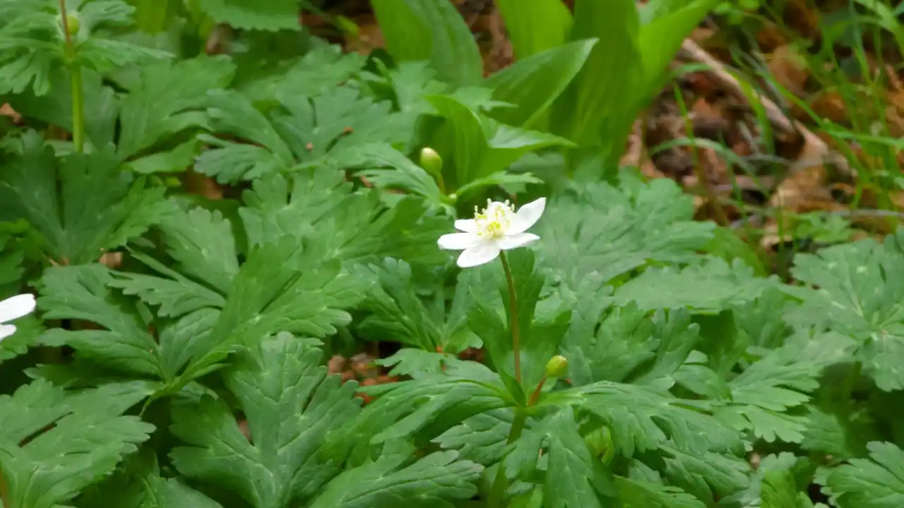 20250406_122107 (已编辑) 1.webp