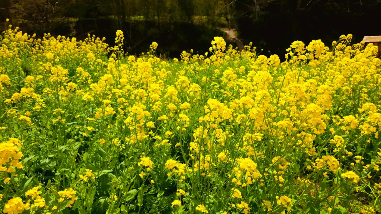 20250406_123731 (已编辑) 1.webp