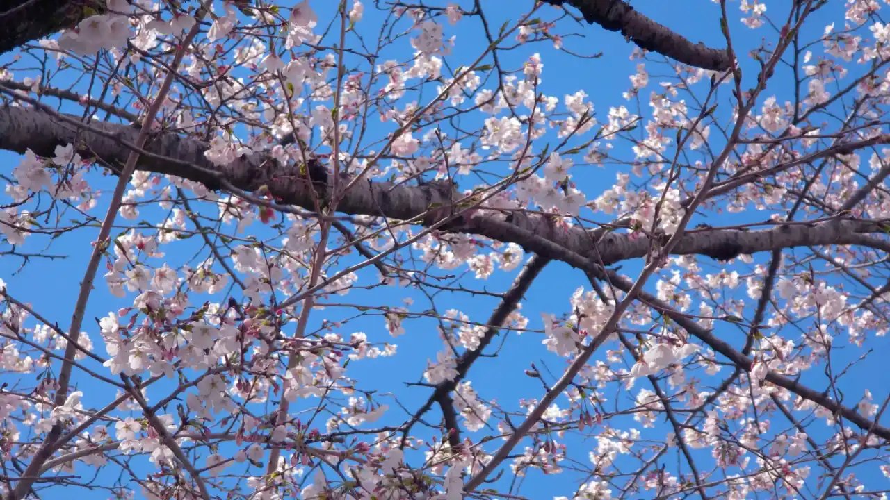 20250406_123939 (已编辑) 2.webp