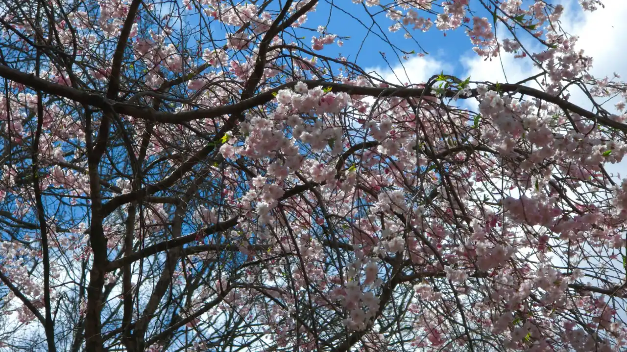 20250406_125723 (已编辑) 1.webp