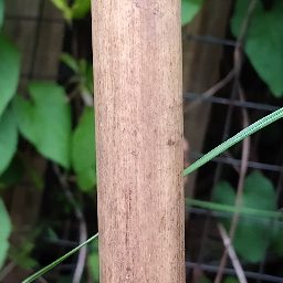 Photo_bamboo_01.jpg