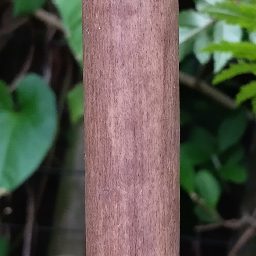 Photo_bamboo_02.jpg
