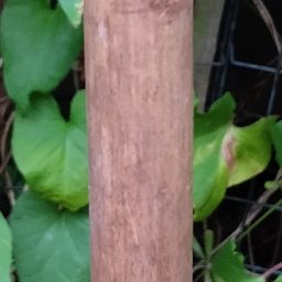Photo_bamboo_03.jpg
