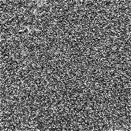 Photo_carpet_03.jpg