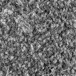 Photo_carpet_12.jpg