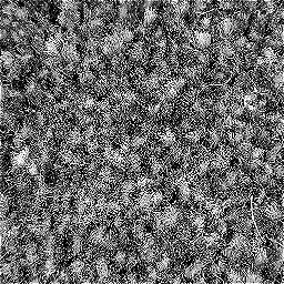 Photo_carpet_13.jpg