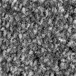 Photo_carpet_14.jpg