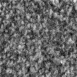 Photo_carpet_15.jpg