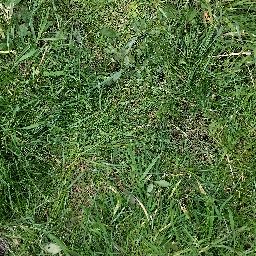 Photo_grass_04.jpg