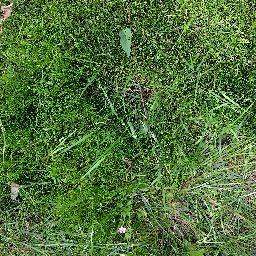 Photo_grass_05.jpg
