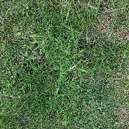 Photo_grass_06.jpg