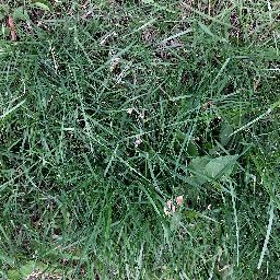 Photo_grass_07.jpg