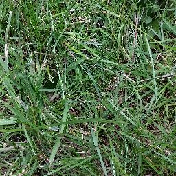 Photo_grass_08.jpg