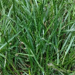 Photo_grass_09.jpg