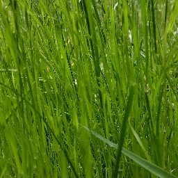 Photo_grass_10.jpg