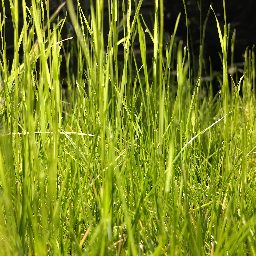 Photo_grass_11.jpg