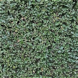 Photo_hedge_01.jpg