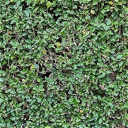 Photo_hedge_02.jpg