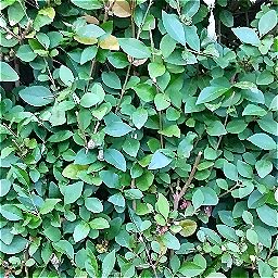 Photo_hedge_03.jpg