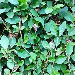 Photo_hedge_04.jpg