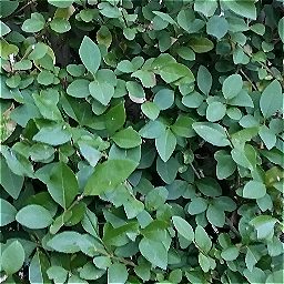 Photo_hedge_05.jpg