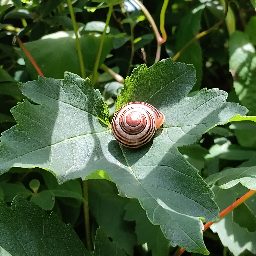 Photo_insect_snail_01.jpg