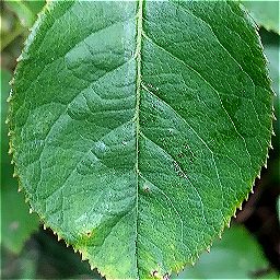 Photo_leaf_01.jpg