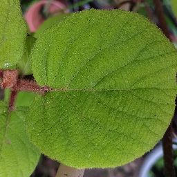 Photo_leaf_02.jpg